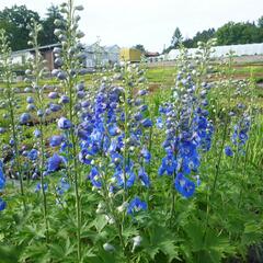 Ostrožka 'Jupiter Blue' - Delphinium x cultorum 'Jupiter Blue'