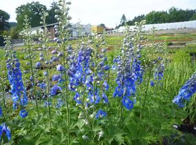 Ostrožka 'Jupiter Blue' - Delphinium x cultorum 'Jupiter Blue'