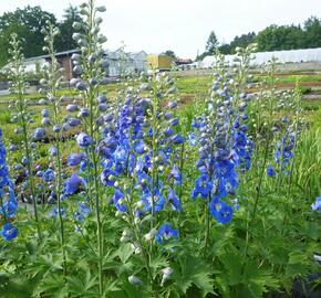 Ostrožka 'Jupiter Blue' - Delphinium x cultorum 'Jupiter Blue'