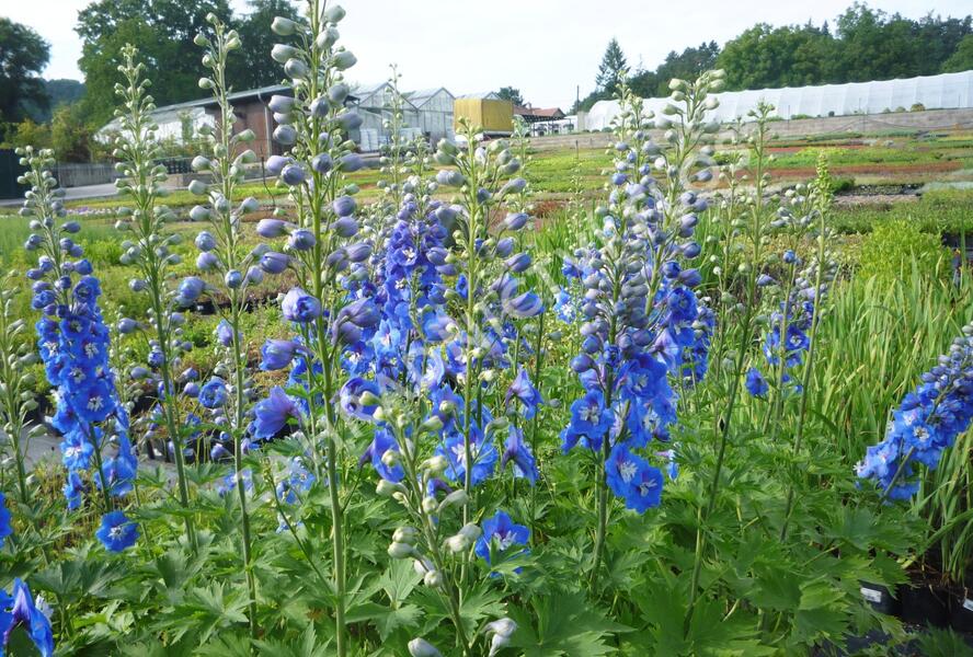Ostrožka 'Jupiter Blue' - Delphinium x cultorum 'Jupiter Blue'