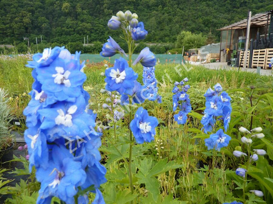 Ostrožka 'Jupiter Blue' - Delphinium x cultorum 'Jupiter Blue'