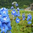 Ostrožka 'Jupiter Blue' - Delphinium x cultorum 'Jupiter Blue'