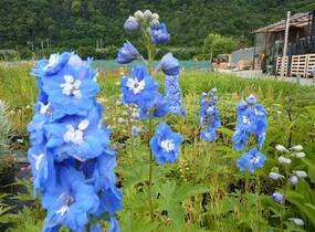 Ostrožka 'Jupiter Blue' - Delphinium x cultorum 'Jupiter Blue'