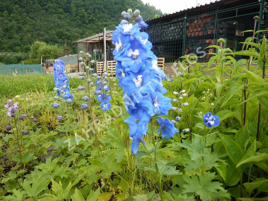 Ostrožka 'Jupiter Blue' - Delphinium x cultorum 'Jupiter Blue'