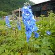 Ostrožka 'Jupiter Blue' - Delphinium x cultorum 'Jupiter Blue'