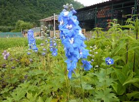 Ostrožka 'Jupiter Blue' - Delphinium x cultorum 'Jupiter Blue'