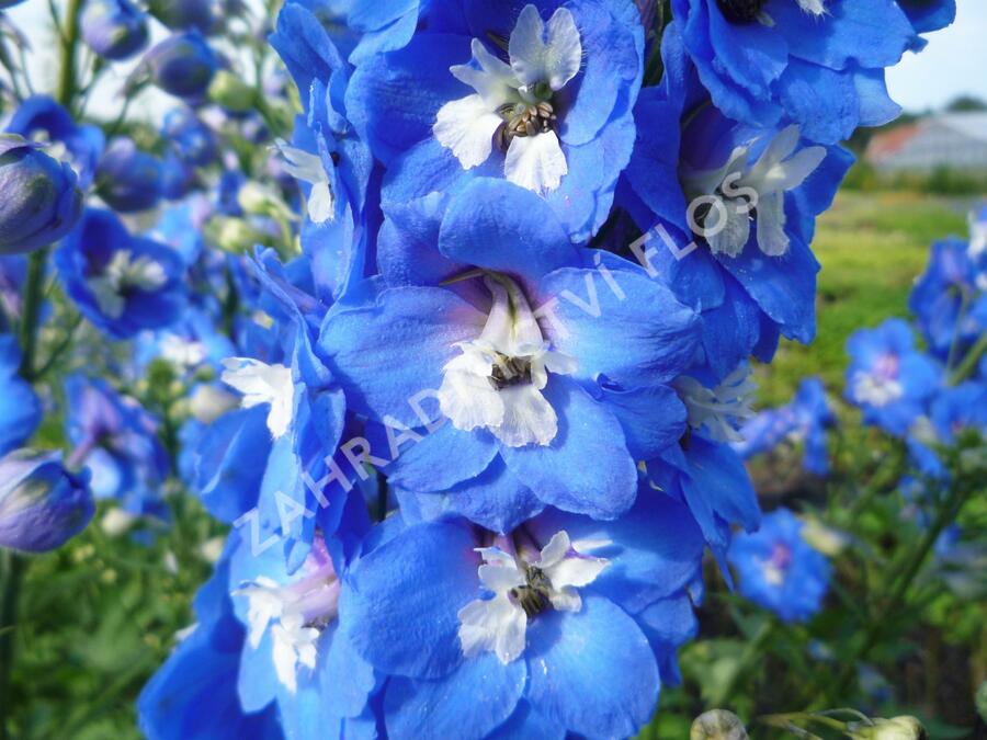 Ostrožka 'Jupiter Blue' - Delphinium x cultorum 'Jupiter Blue'