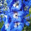 Ostrožka 'Jupiter Blue' - Delphinium x cultorum 'Jupiter Blue'