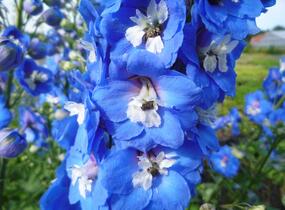 Ostrožka 'Jupiter Blue' - Delphinium x cultorum 'Jupiter Blue'
