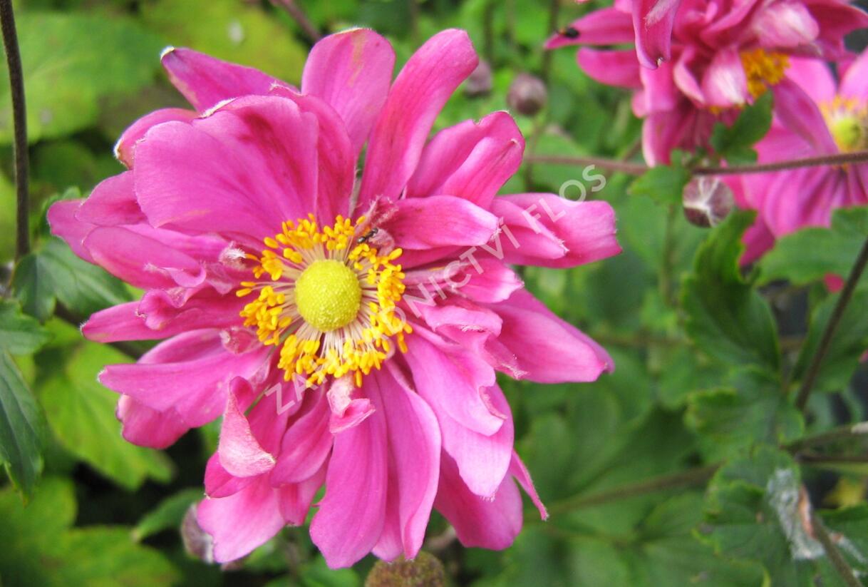 Sasanka hupejská 'Bressingham Glow' - Anemone hupehensis 'Bressingham Glow'