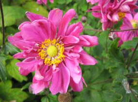 Sasanka hupejská 'Bressingham Glow' - Anemone hupehensis 'Bressingham Glow'