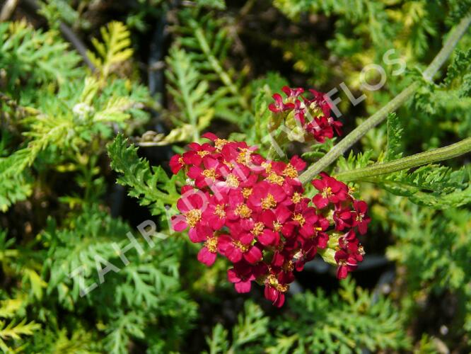Řebříček obecný 'Paprika' - Achillea millefolium 'Paprika'