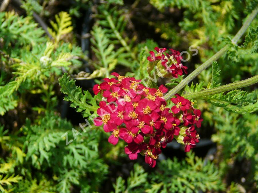 Řebříček obecný 'Paprika' - Achillea millefolium 'Paprika'