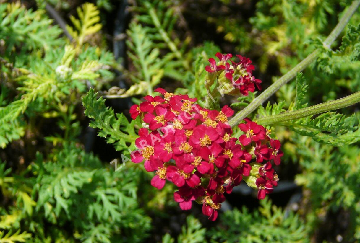 Řebříček obecný 'Paprika' - Achillea millefolium 'Paprika'