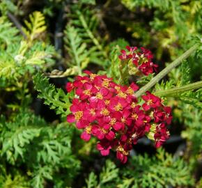 Řebříček obecný 'Paprika' - Achillea millefolium 'Paprika'