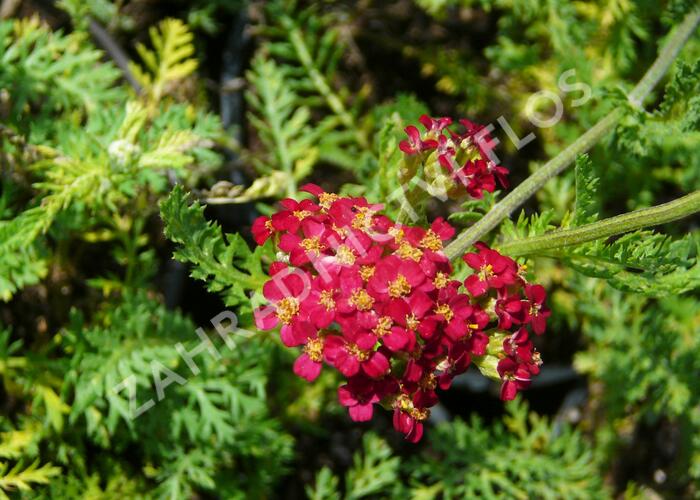 Řebříček obecný 'Paprika' - Achillea millefolium 'Paprika'