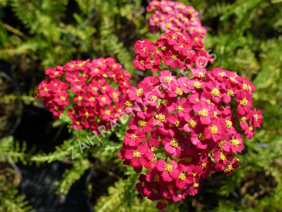 Řebříček obecný 'Paprika' - Achillea millefolium 'Paprika'