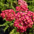 Řebříček obecný 'Paprika' - Achillea millefolium 'Paprika'