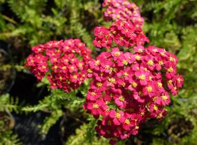 Řebříček obecný 'Paprika' - Achillea millefolium 'Paprika'