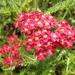 Řebříček obecný 'Paprika' - Achillea millefolium 'Paprika'