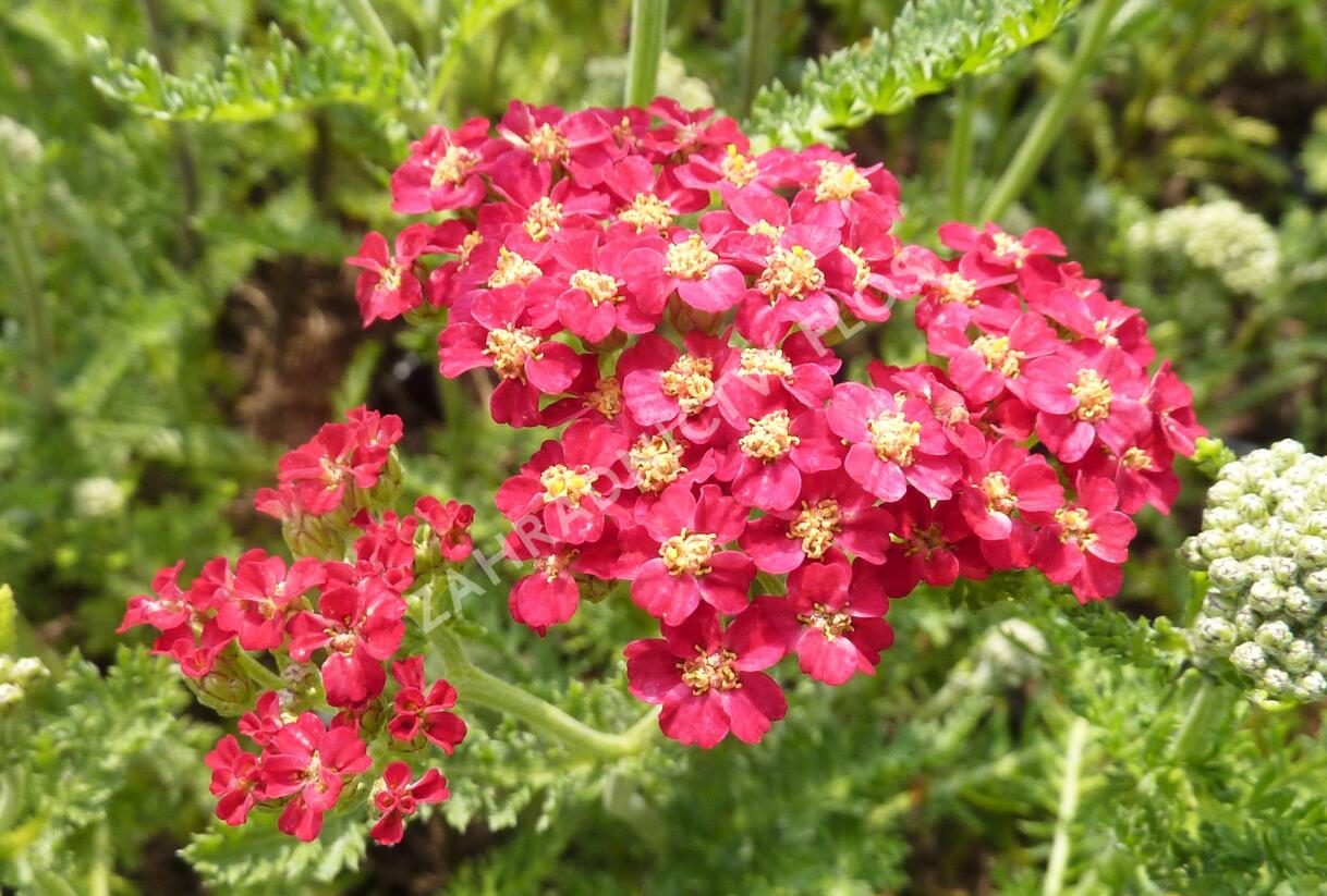 Řebříček obecný 'Paprika' - Achillea millefolium 'Paprika'
