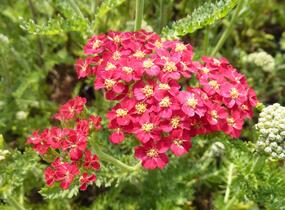 Řebříček obecný 'Paprika' - Achillea millefolium 'Paprika'