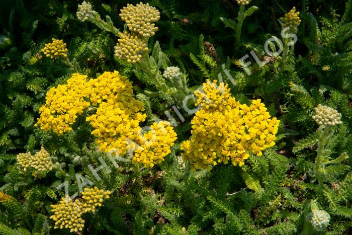Řebříček obecný 'Desert Eve Yellow' - Achillea millefolium 'Desert Eve Yellow'