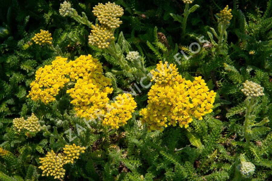 Řebříček obecný 'Desert Eve Yellow' - Achillea millefolium 'Desert Eve Yellow'