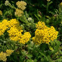 Řebříček obecný 'Desert Eve Yellow' - Achillea millefolium 'Desert Eve Yellow'