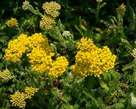 Řebříček obecný 'Desert Eve Yellow'