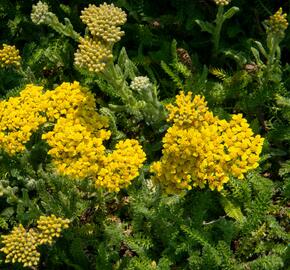 Řebříček obecný 'Desert Eve Yellow' - Achillea millefolium 'Desert Eve Yellow'