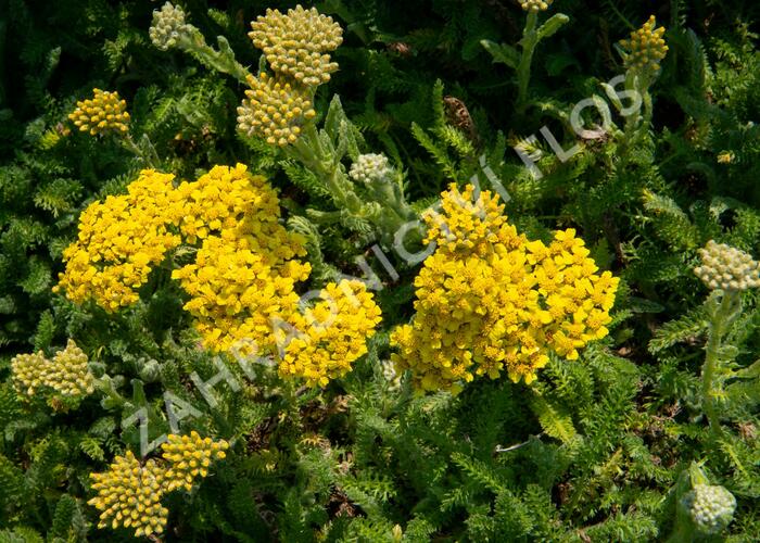 Řebříček obecný 'Desert Eve Yellow' - Achillea millefolium 'Desert Eve Yellow'