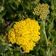 Řebříček obecný 'Desert Eve Yellow' - Achillea millefolium 'Desert Eve Yellow'