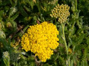 Řebříček obecný 'Desert Eve Yellow' - Achillea millefolium 'Desert Eve Yellow'