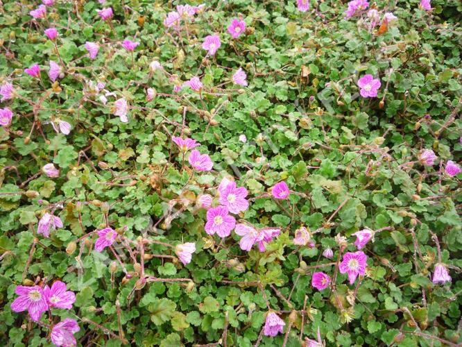 Pumpava 'Bishop's Form' - Erodium variabile 'Bishop's Form'