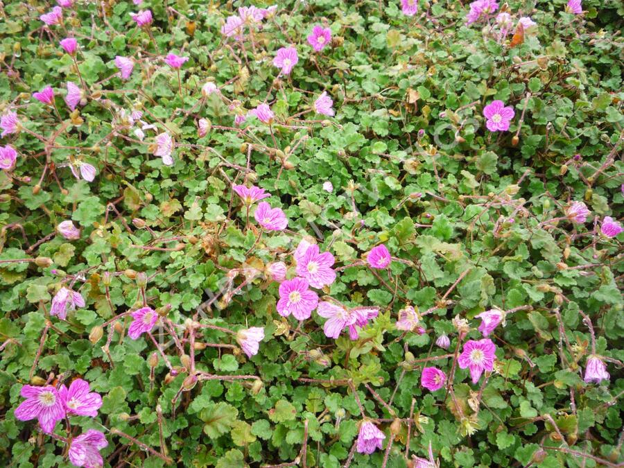 Pumpava 'Bishop's Form' - Erodium variabile 'Bishop's Form'