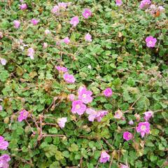 Pumpava 'Bishop's Form' - Erodium variabile 'Bishop's Form'