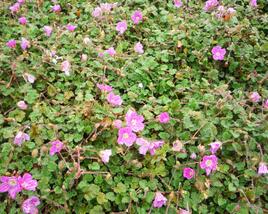 Pumpava 'Bishop's Form'