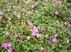 Pumpava 'Bishop's Form' - Erodium variabile 'Bishop's Form'
