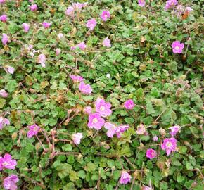 Pumpava 'Bishop's Form' - Erodium variabile 'Bishop's Form'