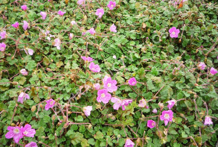 Pumpava 'Bishop's Form' - Erodium variabile 'Bishop's Form'