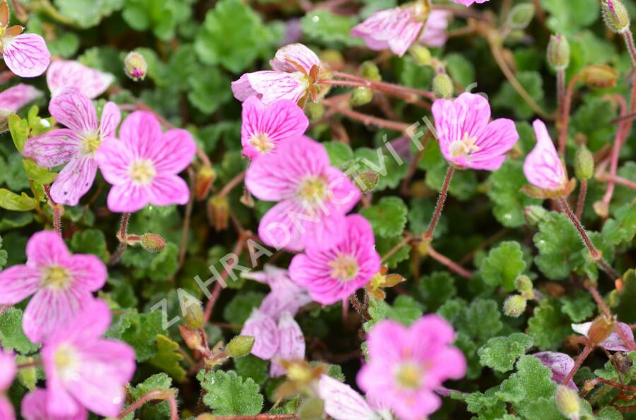 Pumpava 'Bishop's Form' - Erodium variabile 'Bishop's Form'