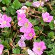 Pumpava 'Bishop's Form' - Erodium variabile 'Bishop's Form'