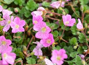 Pumpava 'Bishop's Form' - Erodium variabile 'Bishop's Form'