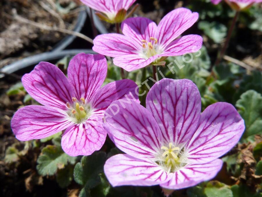 Pumpava 'Bishop's Form' - Erodium variabile 'Bishop's Form'
