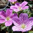 Pumpava 'Bishop's Form' - Erodium variabile 'Bishop's Form'