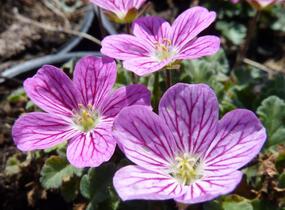 Pumpava 'Bishop's Form' - Erodium variabile 'Bishop's Form'