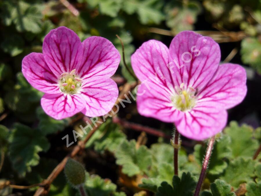Pumpava 'Bishop's Form' - Erodium variabile 'Bishop's Form'