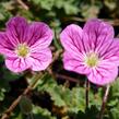 Pumpava 'Bishop's Form' - Erodium variabile 'Bishop's Form'