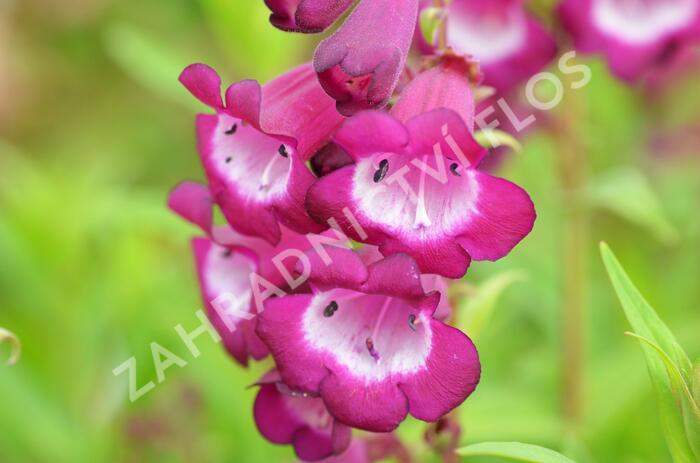 Dračík 'Arabesque Violet' - Penstemon hartwegii 'Arabesque Violet'